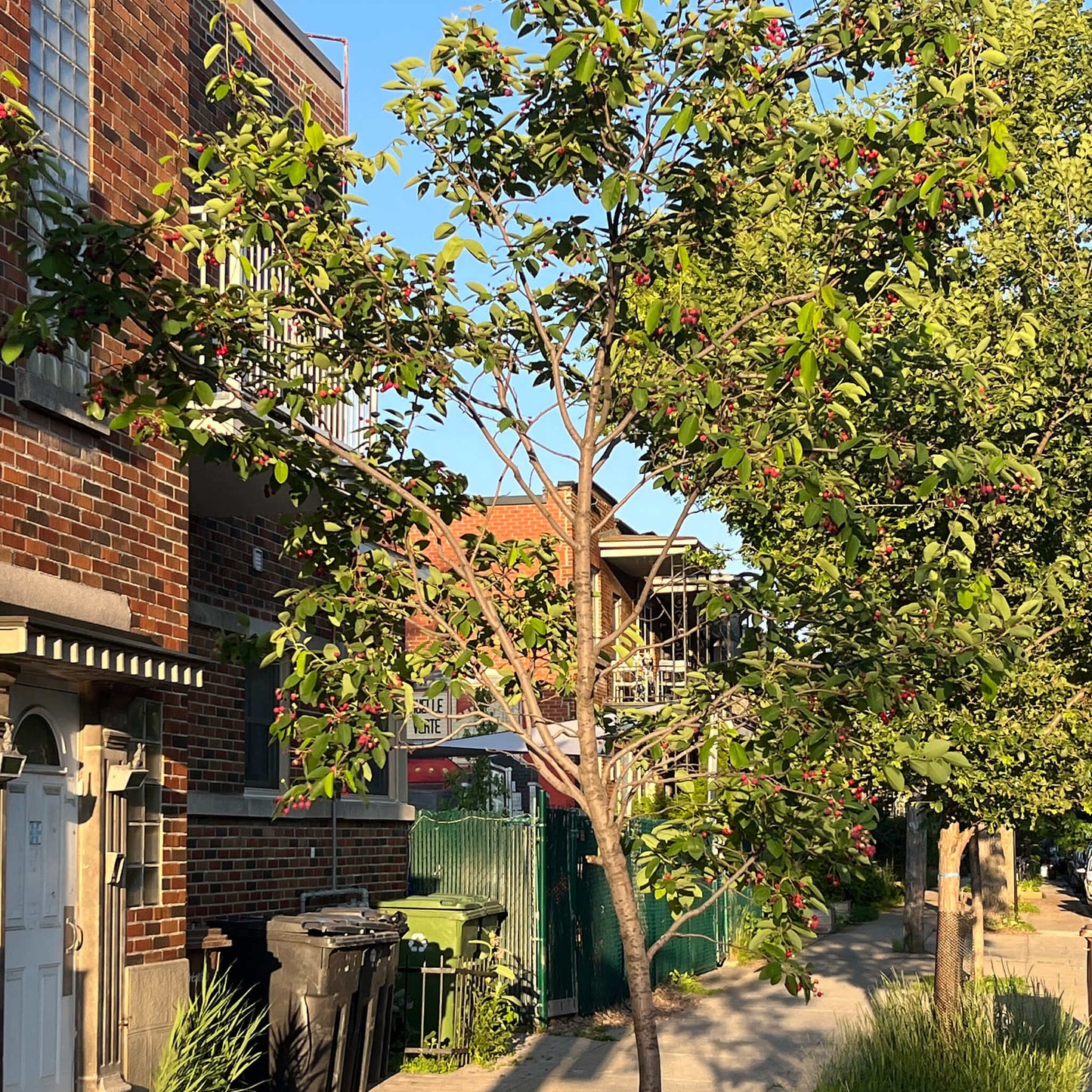 
                  
                    Semences - Amélanchier arborescent
                  
                