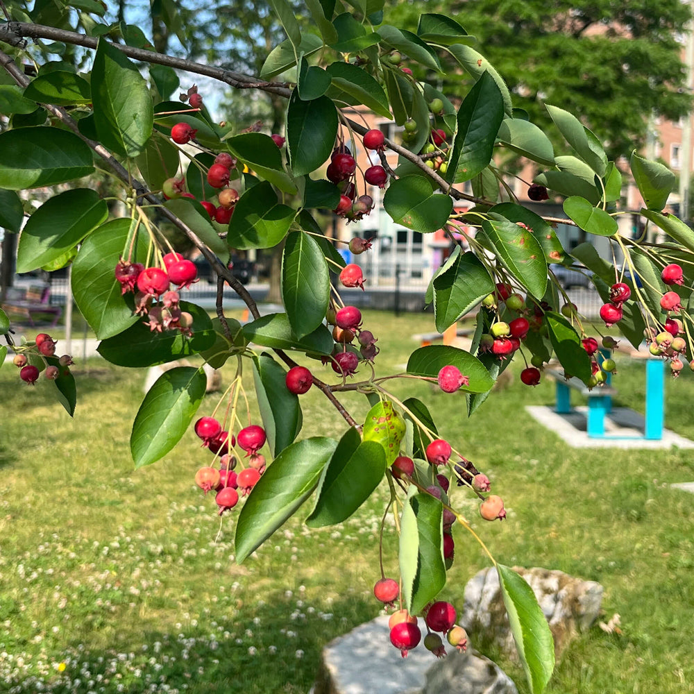 
                  
                    Semences - Amélanchier arborescent
                  
                