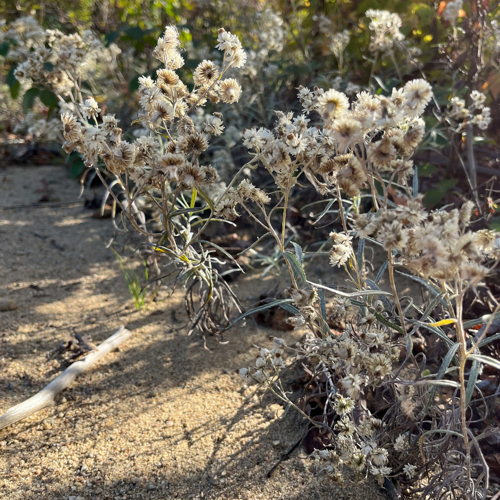 
                  
                    Seeds - Pearly Everlasting
                  
                