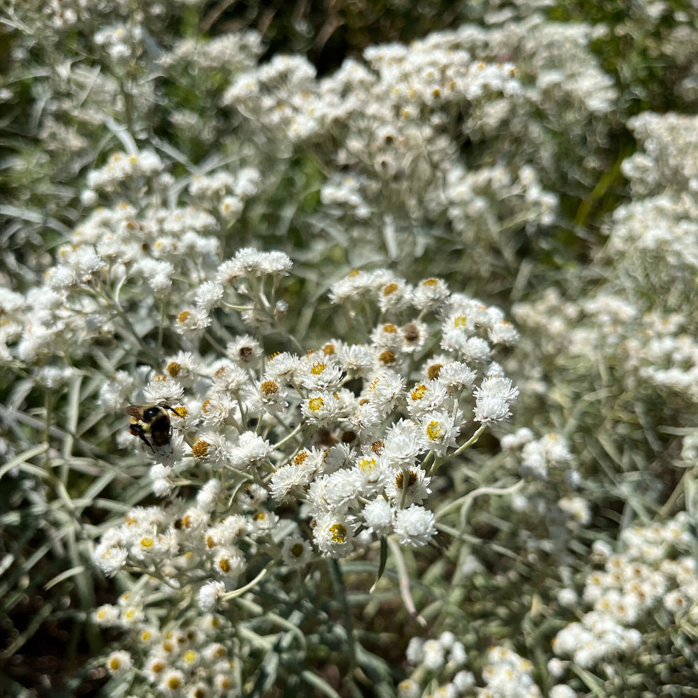 Semences - Immortelle blanche