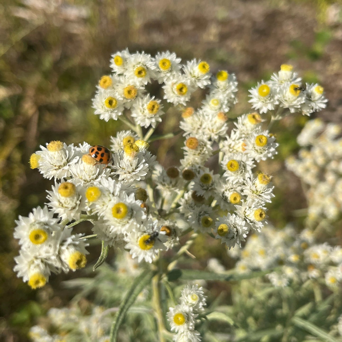 
                  
                    Seeds - Pearly Everlasting
                  
                