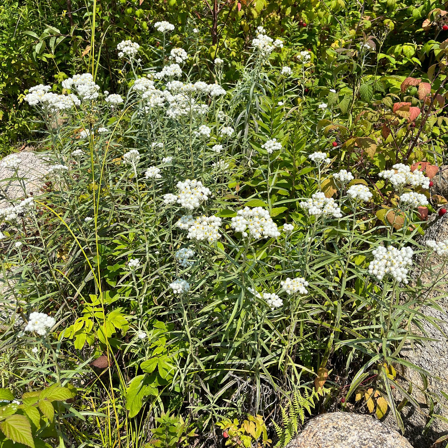 
                  
                    Seeds - Pearly Everlasting
                  
                