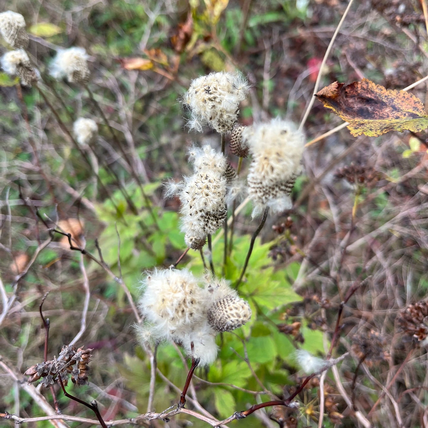 
                  
                    Seeds - Tall Anemone
                  
                