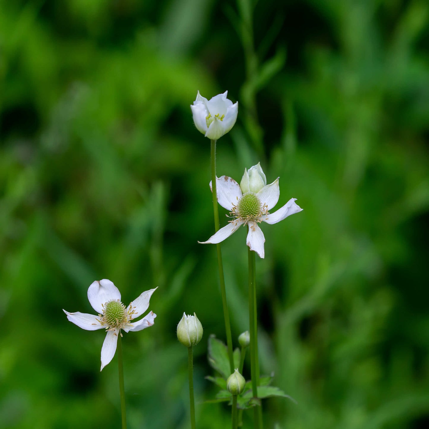 
                  
                    Seeds - Tall Anemone
                  
                