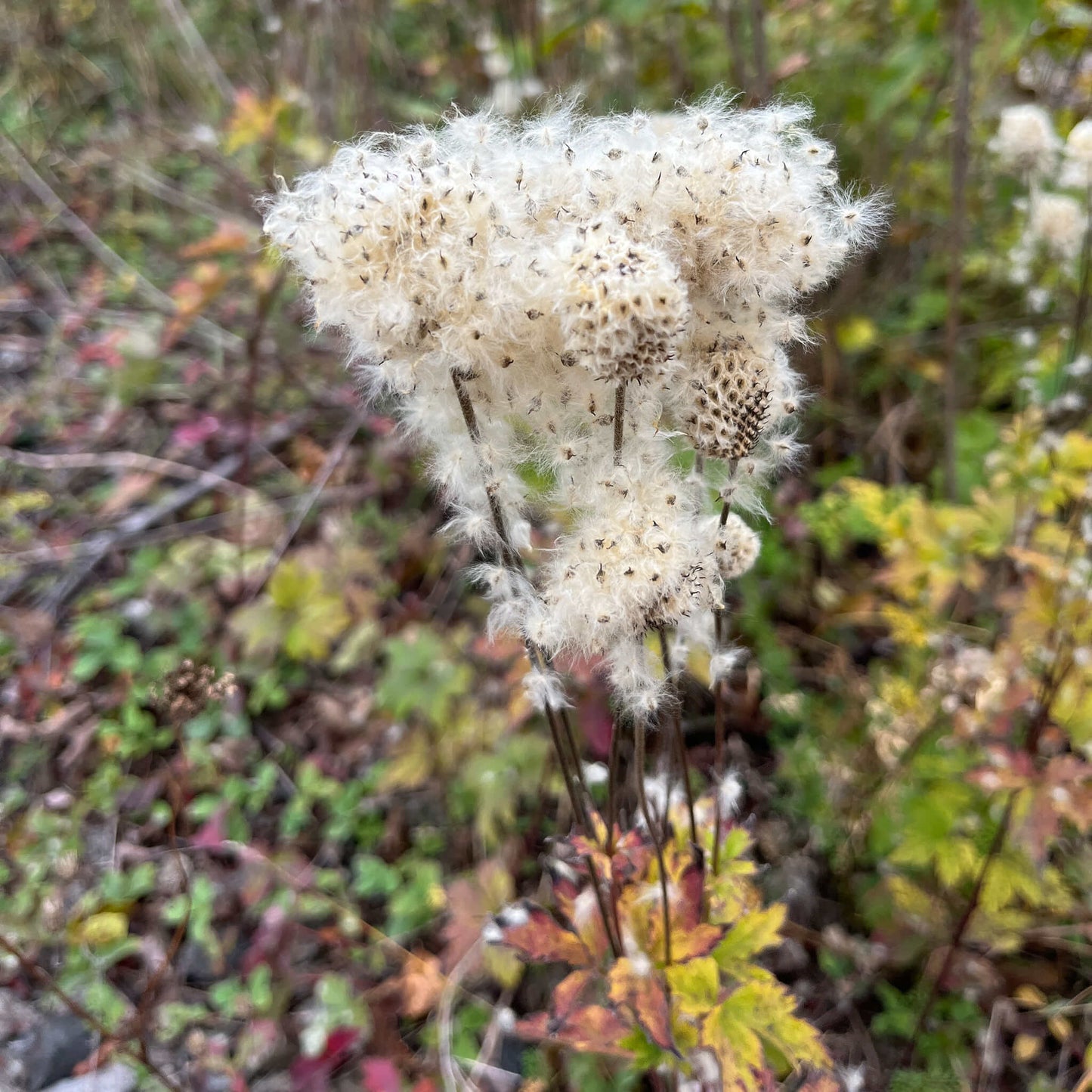 
                  
                    Seeds - Tall Anemone
                  
                