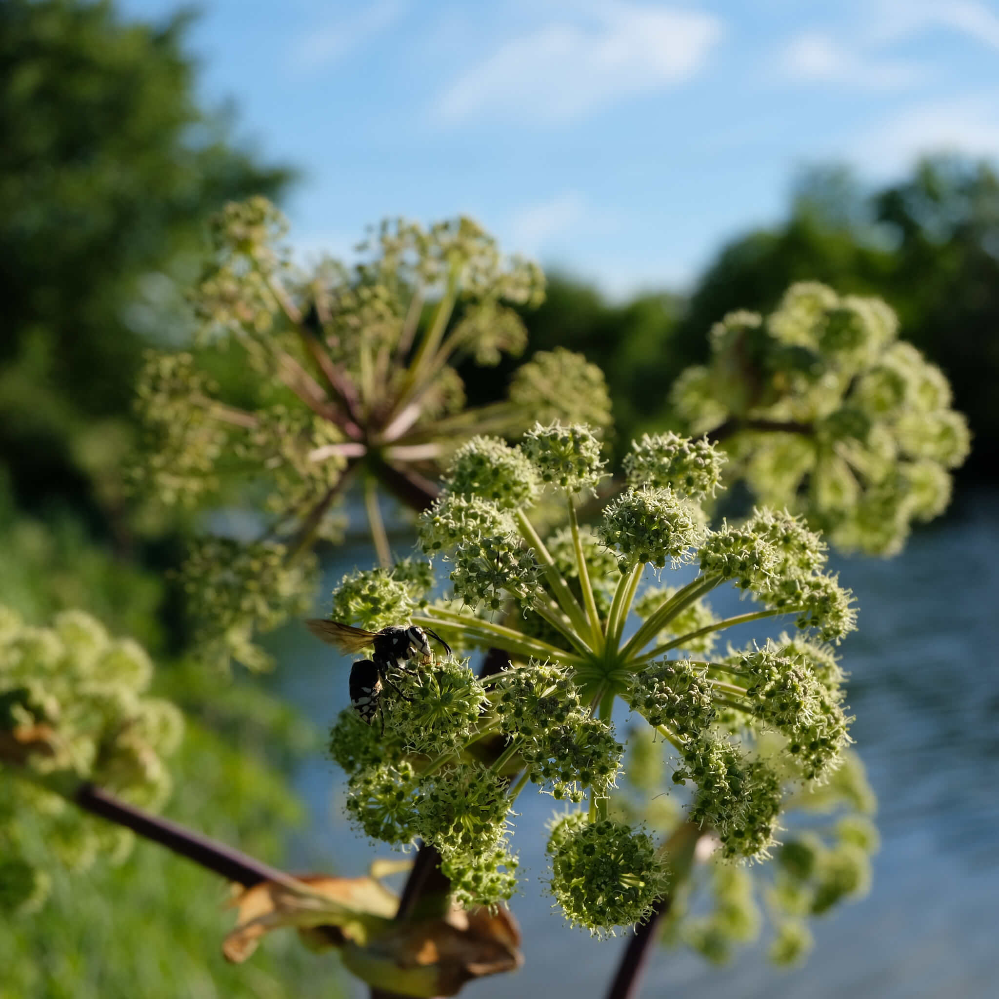 Purple-stemmed Angelica Seeds - Angelica atropurpurea