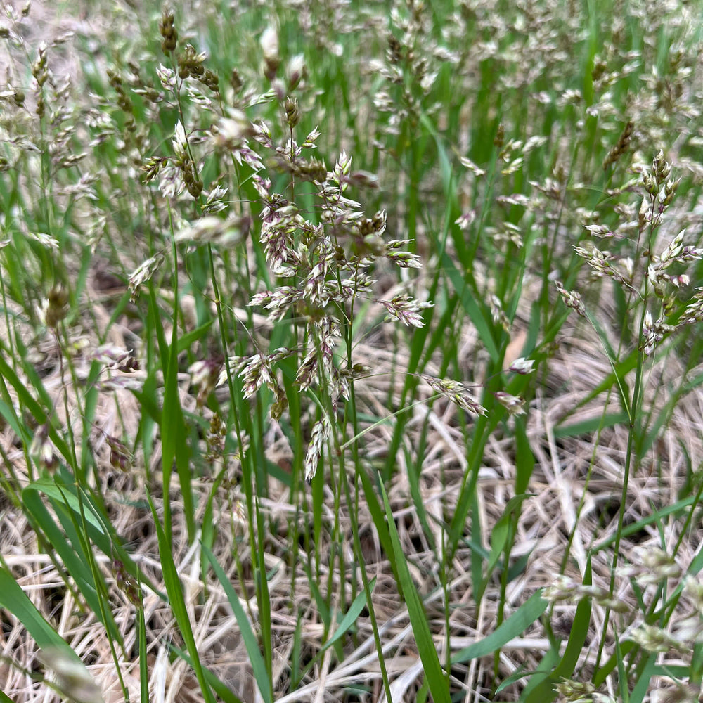 
                  
                    Seeds - Sweetgrass
                  
                