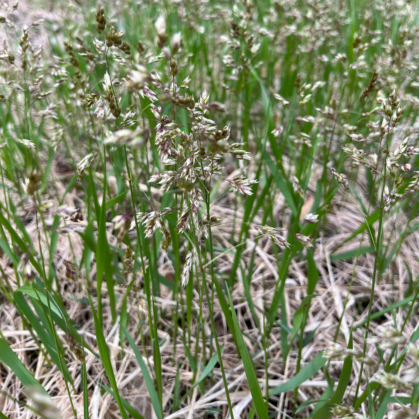 
                  
                    Seeds - Sweetgrass
                  
                