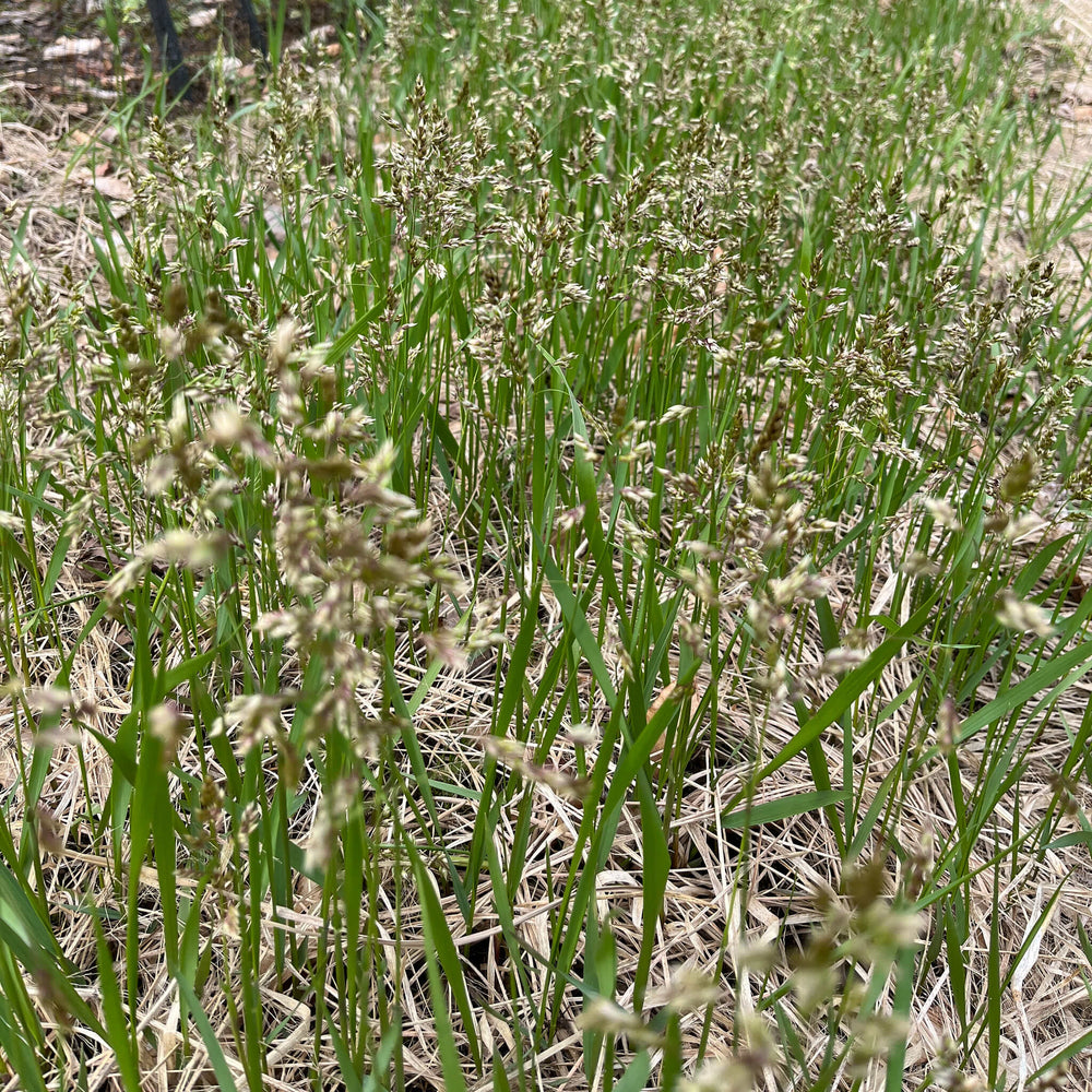 planting sweetgrass seeds Seeds - Sweetgrass