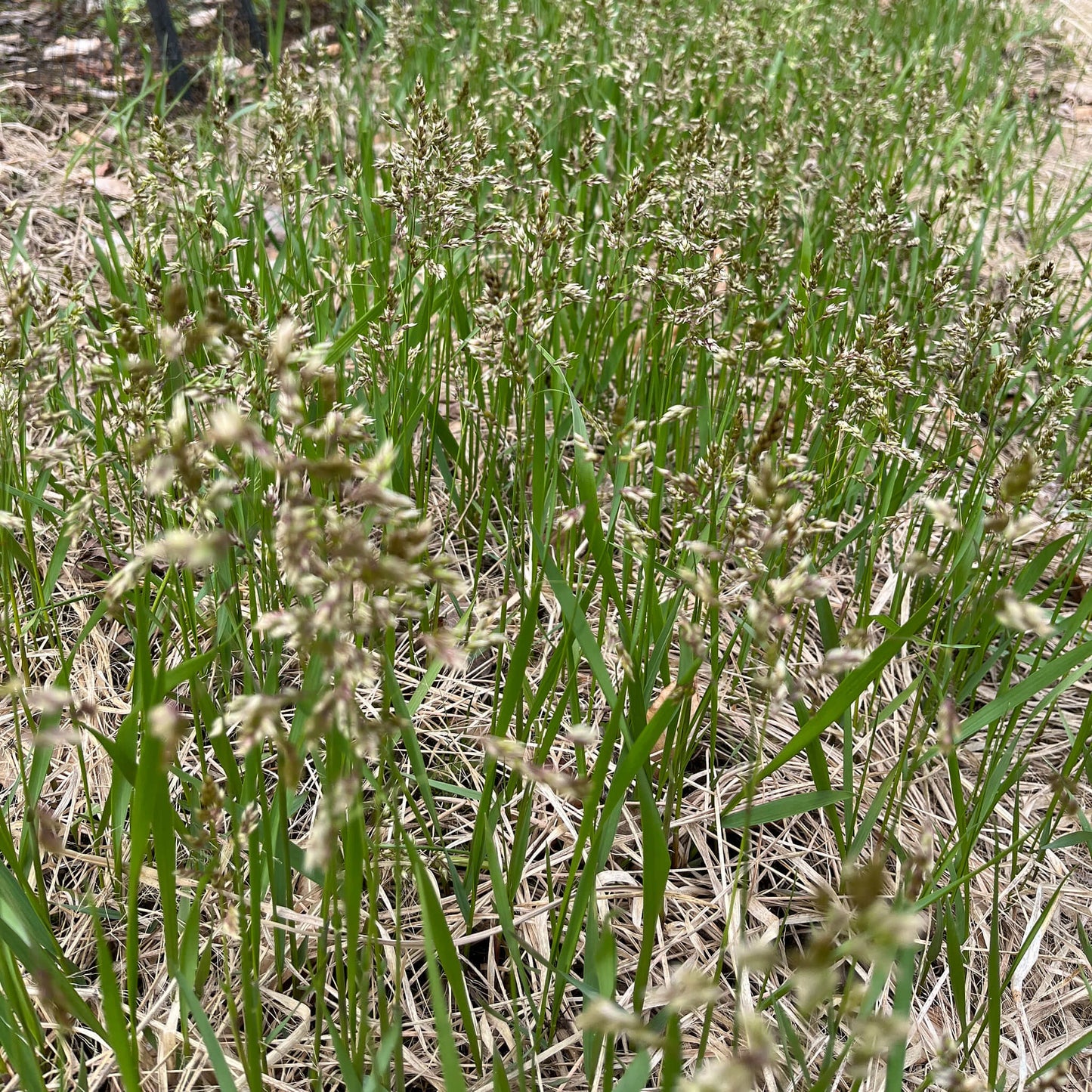 
                  
                    Seeds - Sweetgrass
                  
                