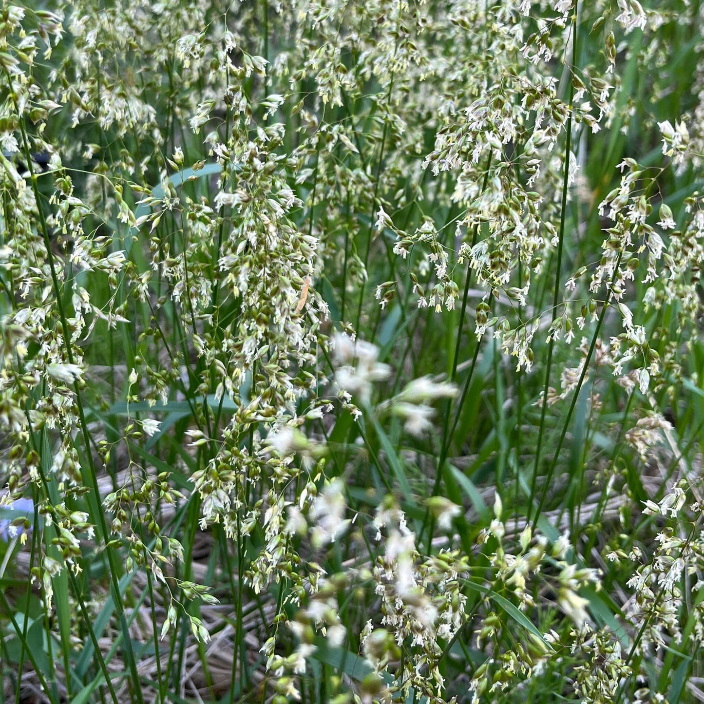 
                  
                    Seeds - Sweetgrass
                  
                
