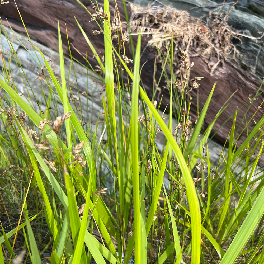 
                  
                    Seeds - Sweetgrass
                  
                