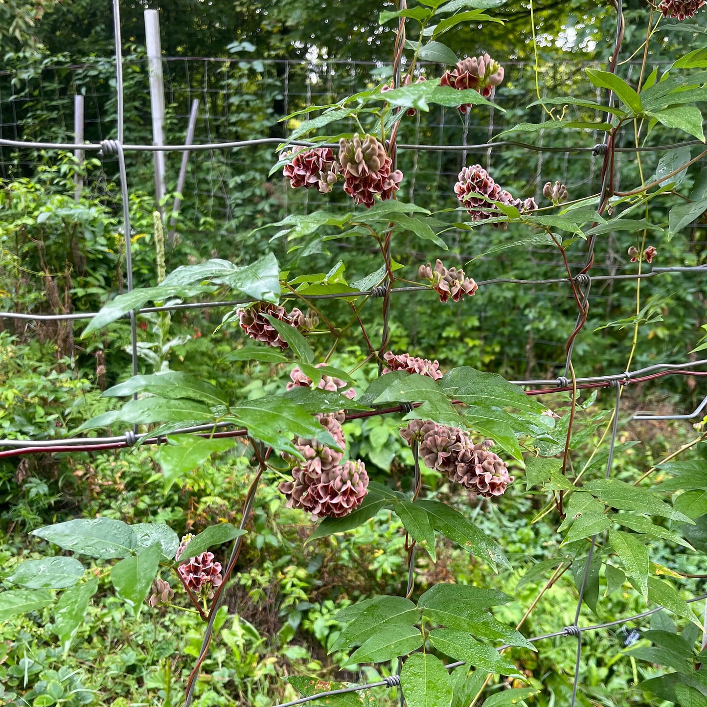 
                  
                    Tubers - American Groundnut
                  
                