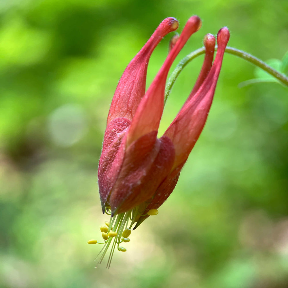 
                  
                    Seeds - Red Columbine
                  
                