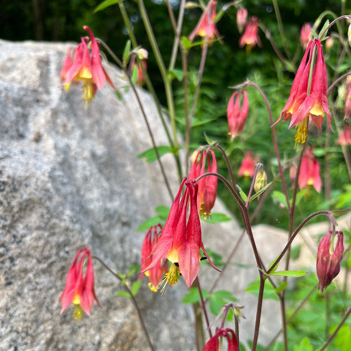 
                  
                    Coffret de semences - Îlot de biodiversité
                  
                