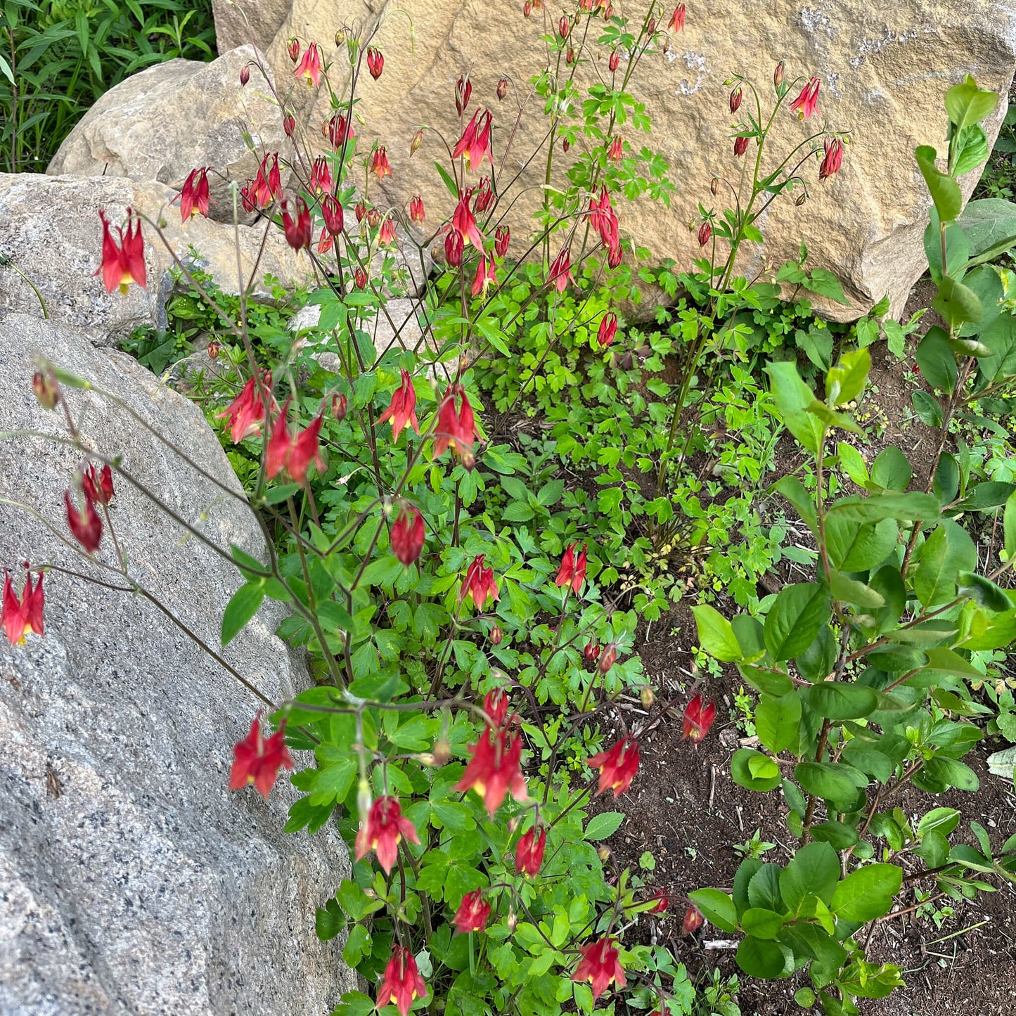 
                  
                    Seeds - Red Columbine
                  
                