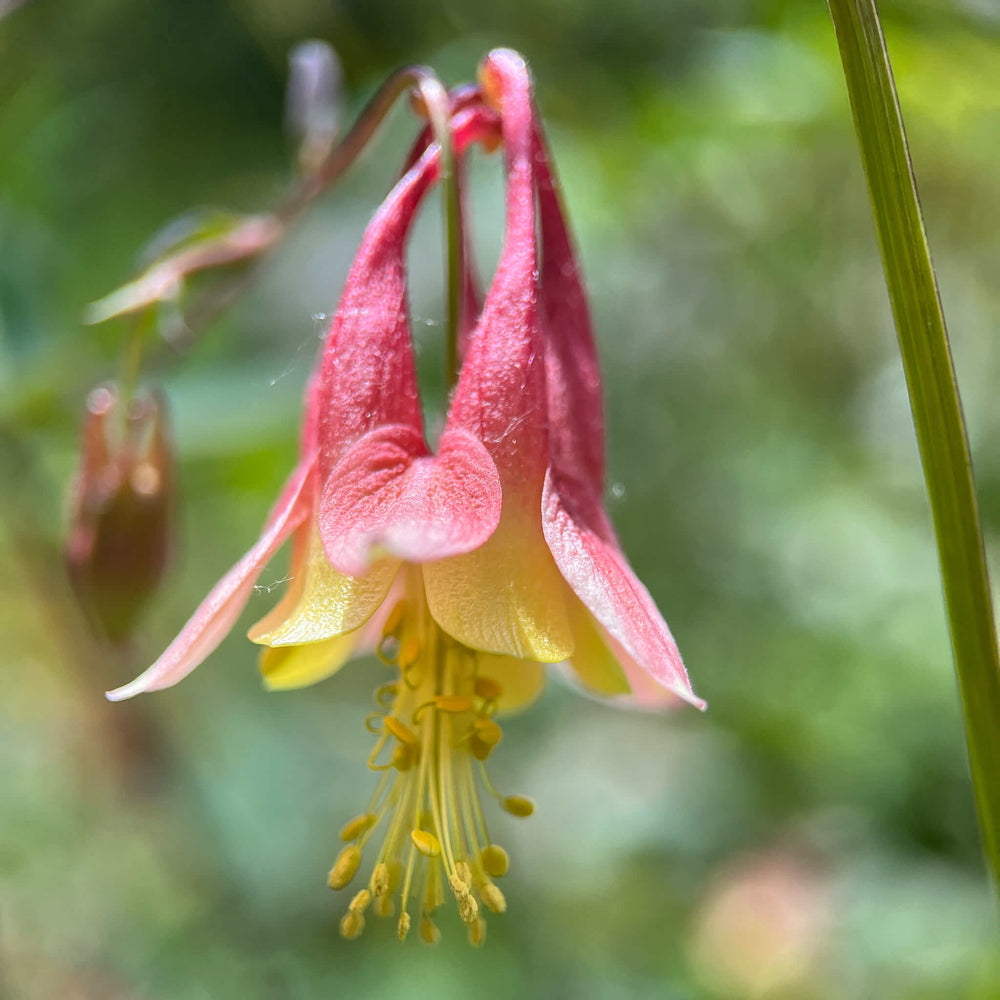 Seeds - Red Columbine