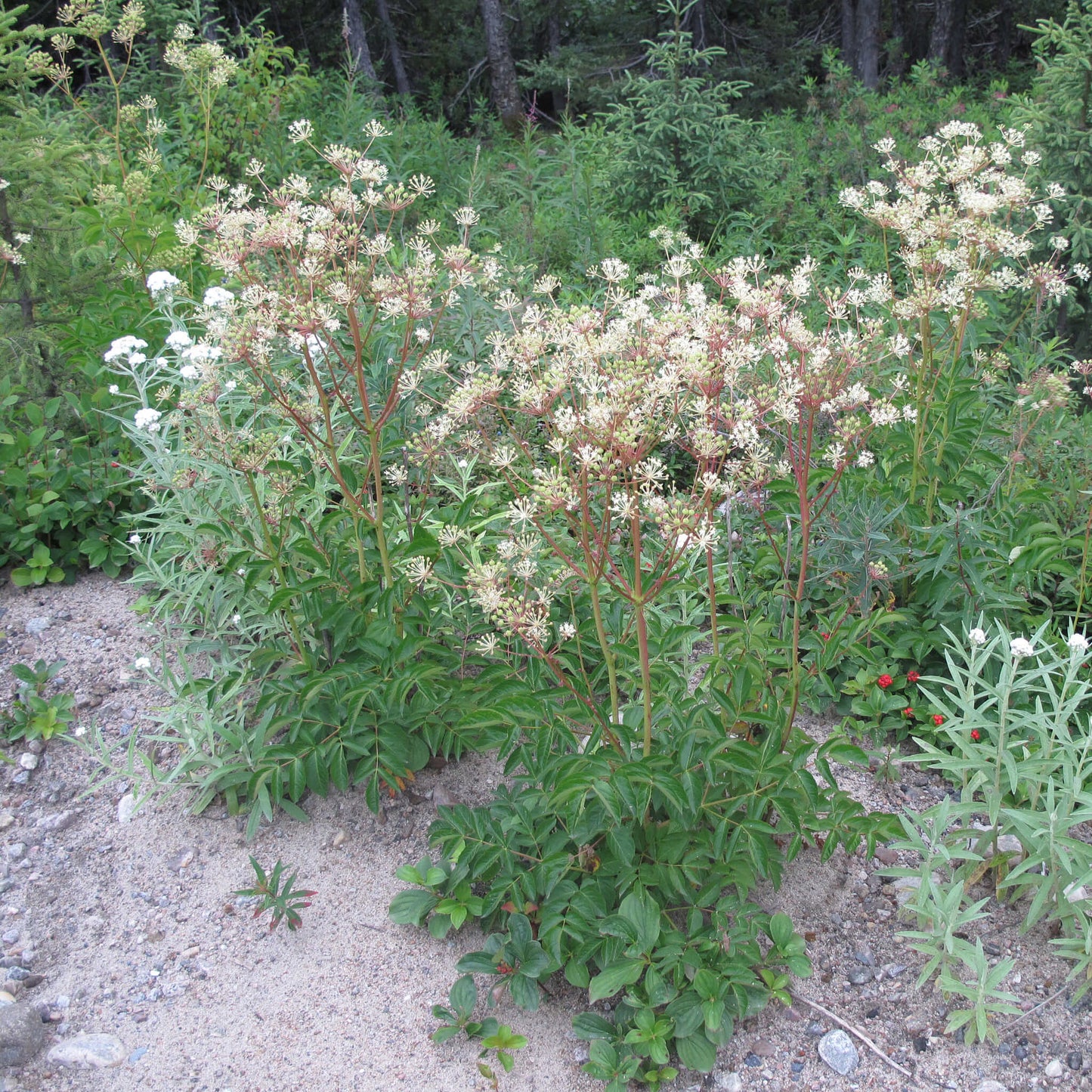 
                  
                    Semences - Aralie hispide
                  
                