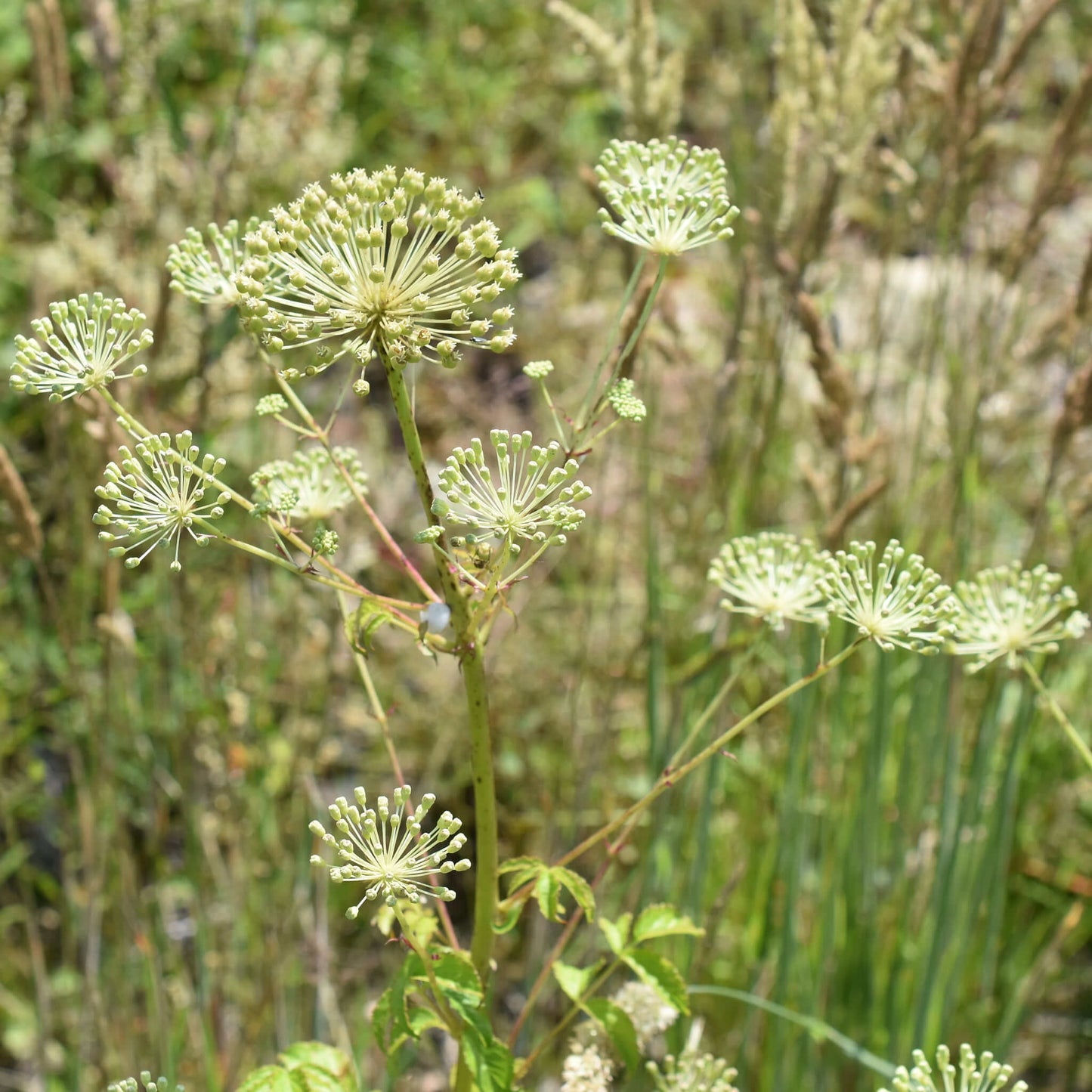 
                  
                    Semences - Aralie hispide
                  
                