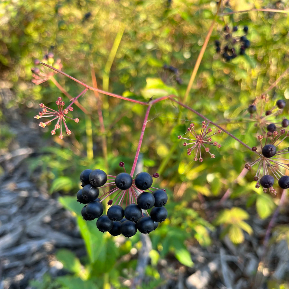 sarsaparilla plant seeds Seeds - Bristly Sarsaparilla