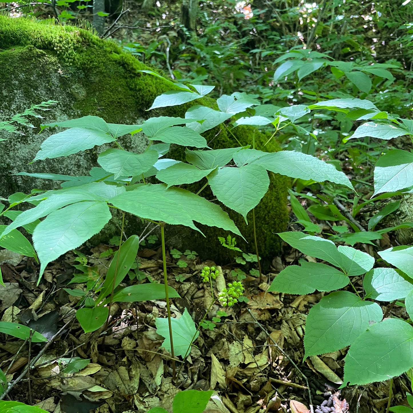 
                  
                    Semences - Aralie à tige nue
                  
                
