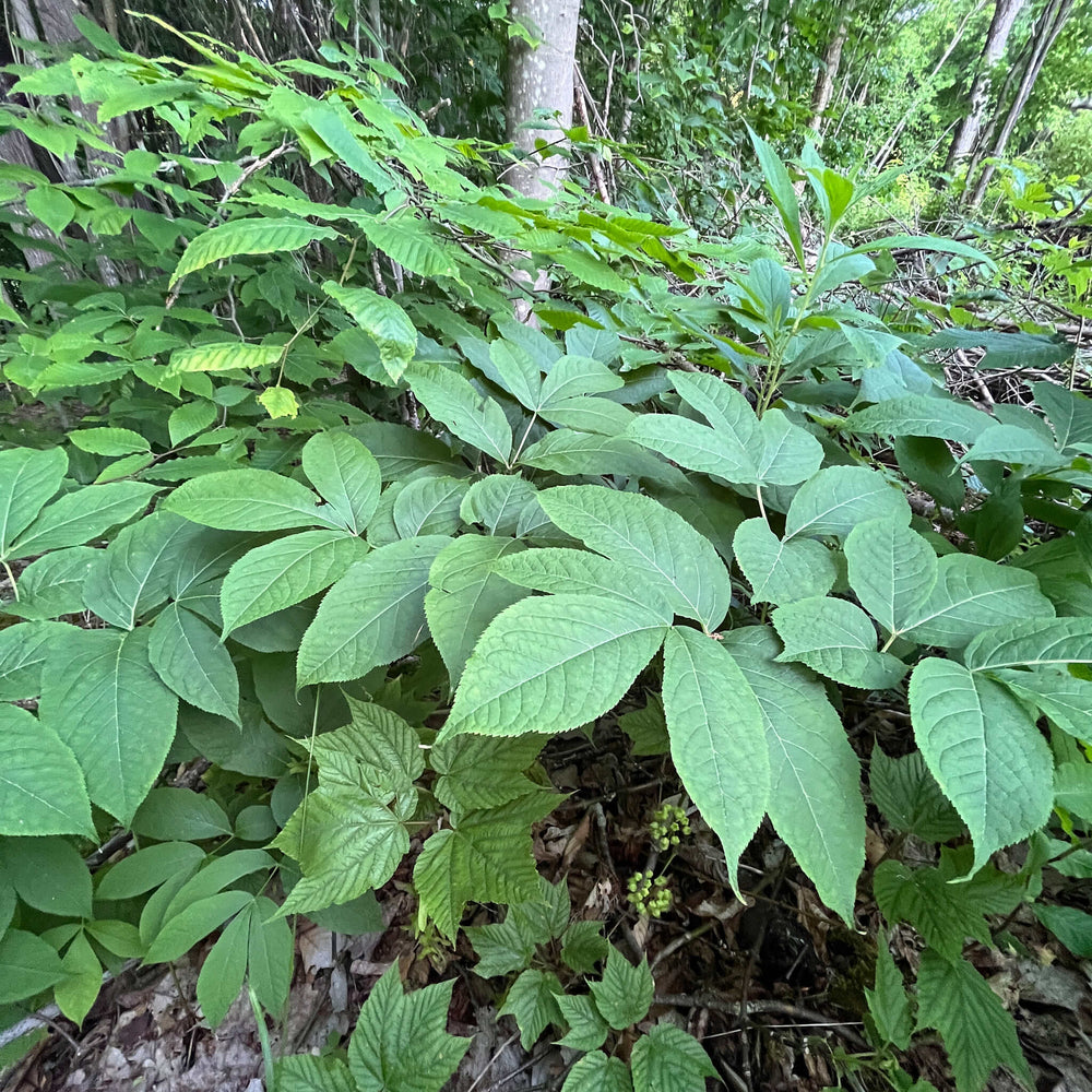 sarsaparilla plant seeds Seeds - Wild Sarsaparilla
