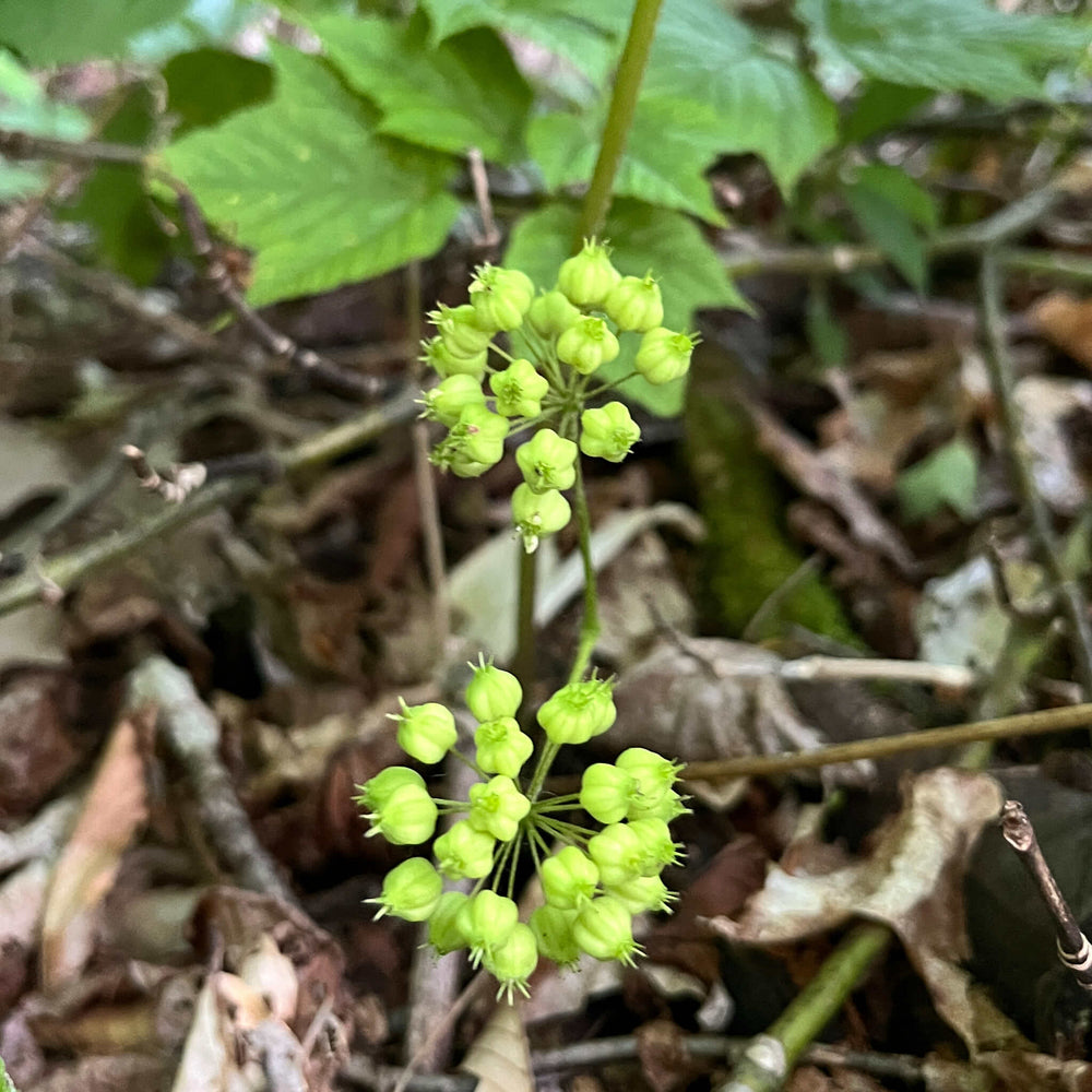 sarsaparilla plant seeds Seeds - Wild Sarsaparilla