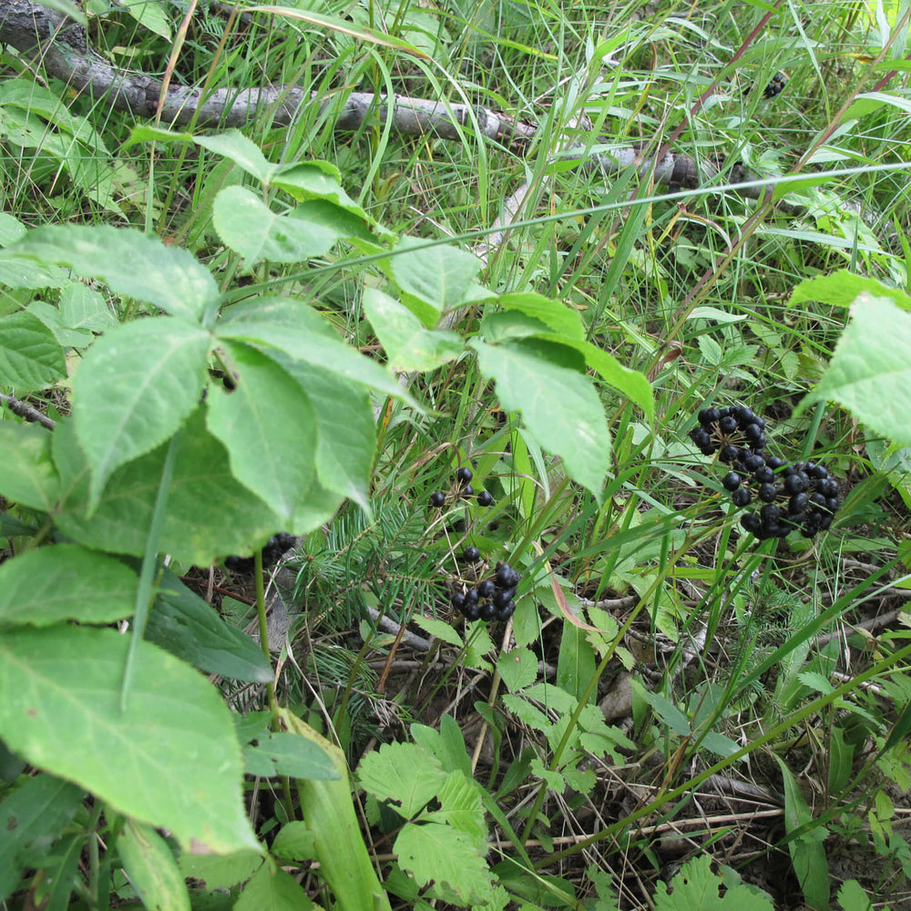 
                  
                    Semences - Aralie à tige nue
                  
                