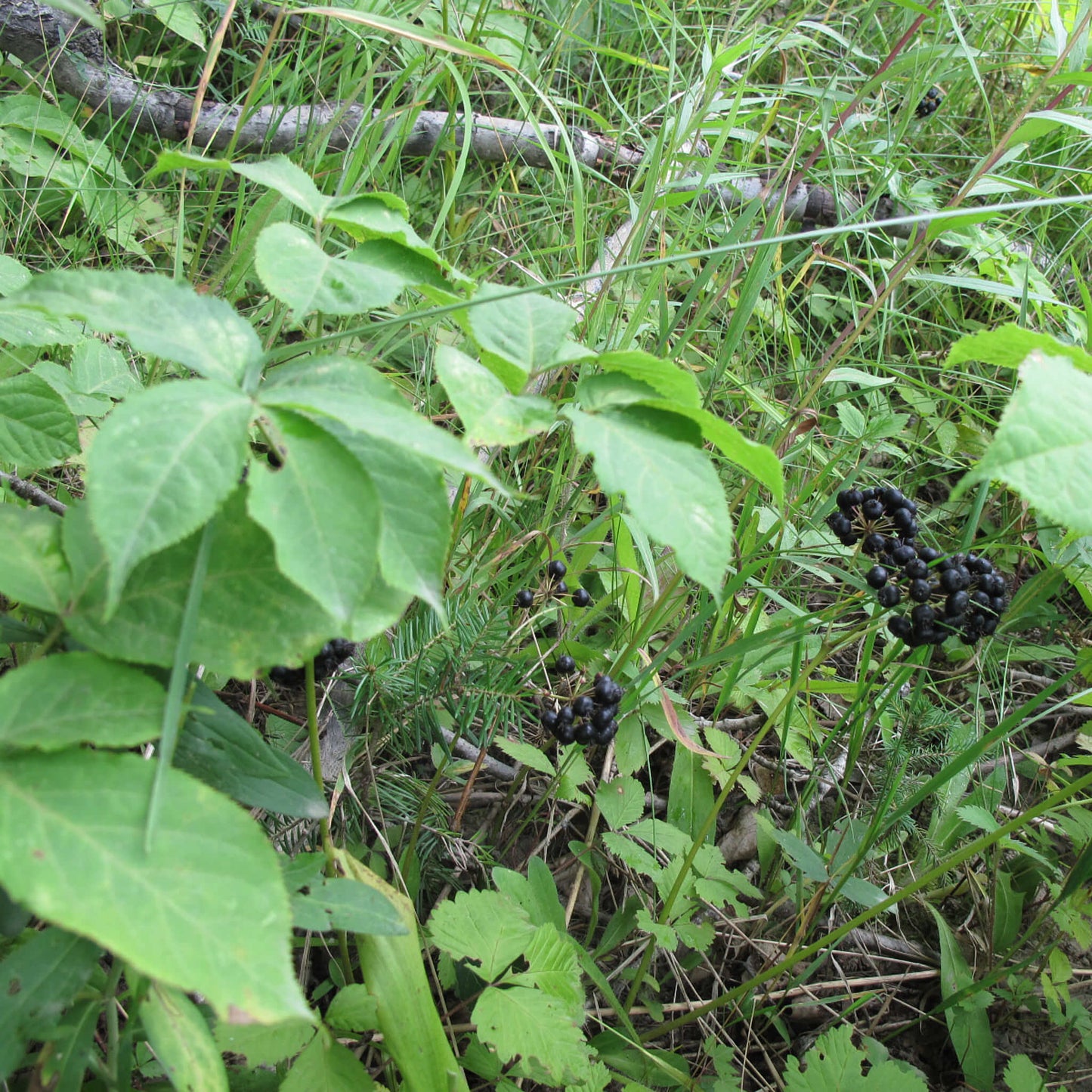 
                  
                    Semences - Aralie à tige nue
                  
                