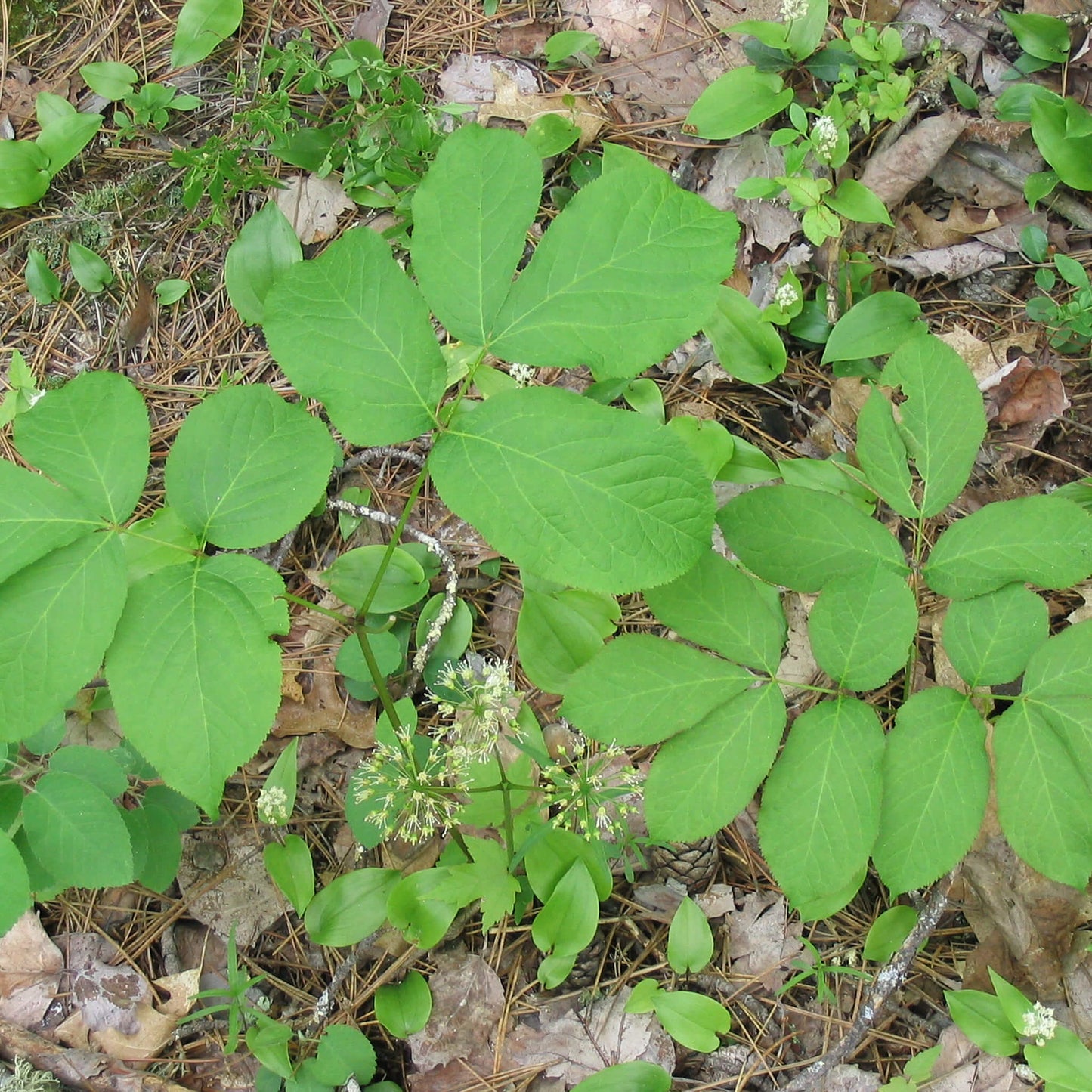 
                  
                    Semences - Aralie à tige nue
                  
                