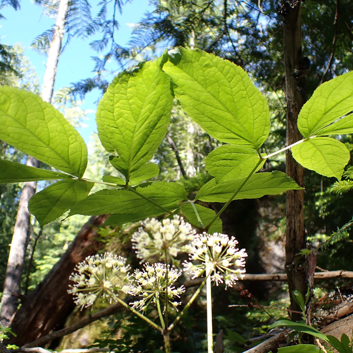 
                  
                    Semences - Aralie à tige nue
                  
                