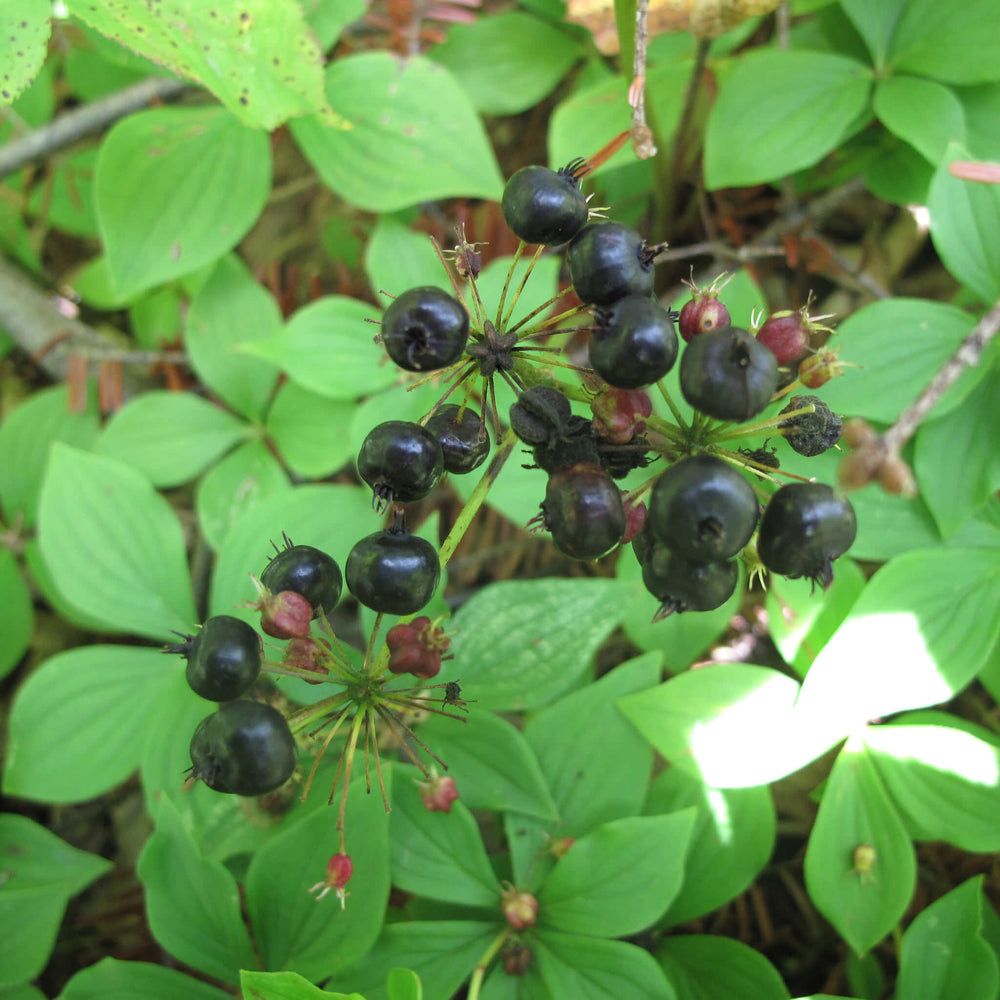 
                  
                    Semences - Aralie à tige nue
                  
                