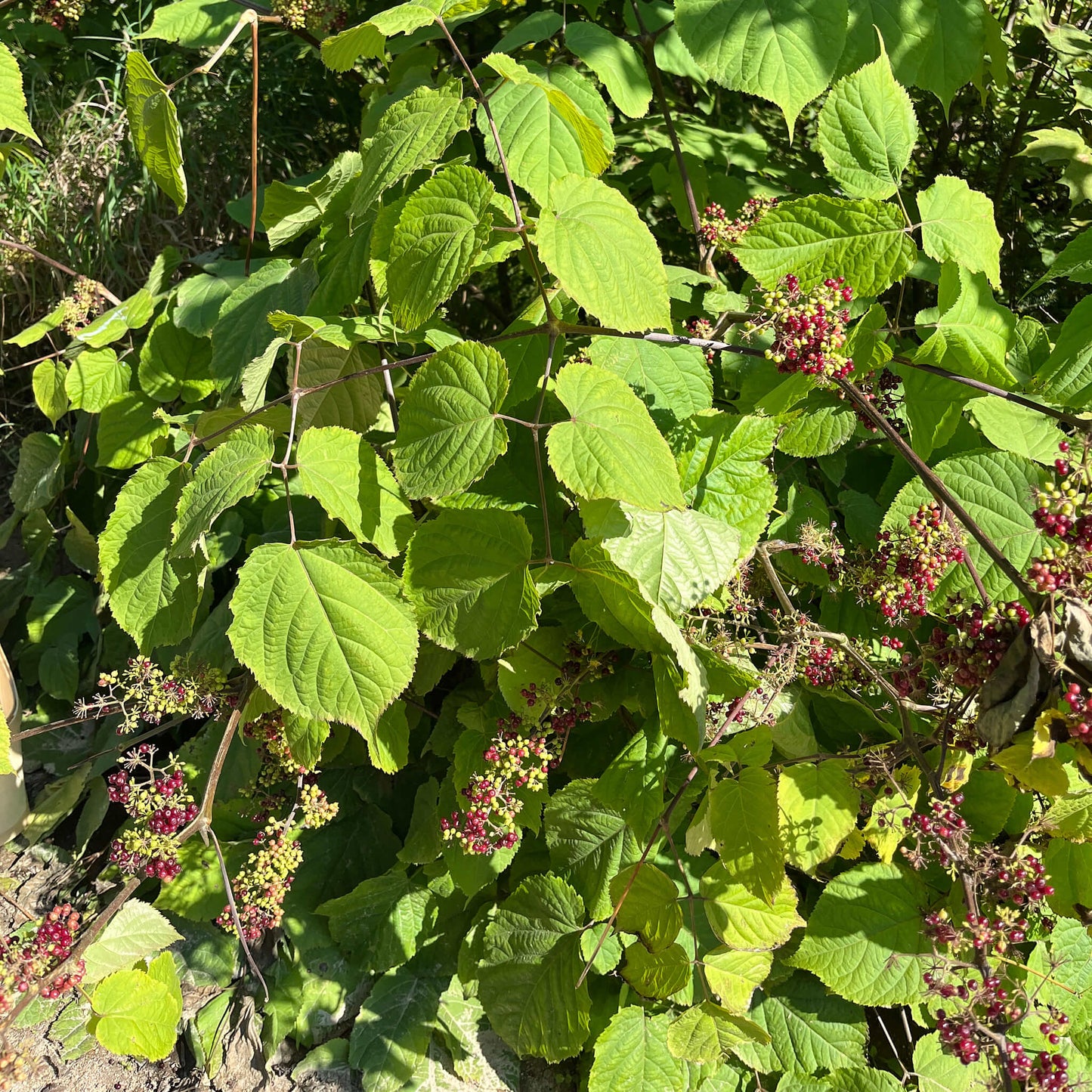 
                  
                    Semences - Aralie à grappes
                  
                