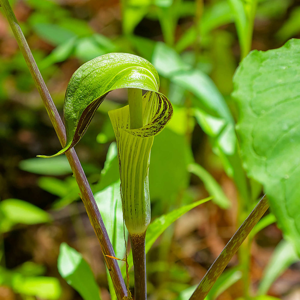 Seeds - Jack-in-the-pulpit