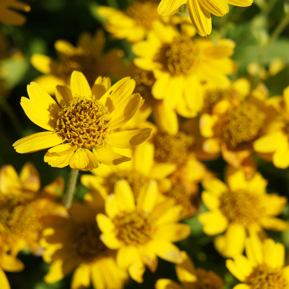 Semences - Arnica de Chamisso