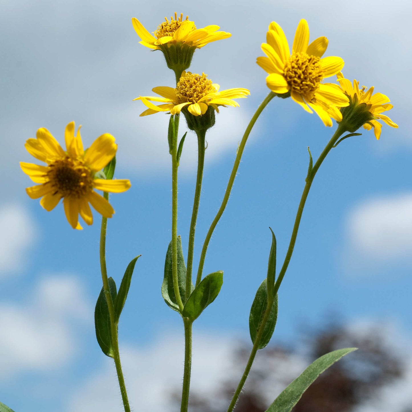 
                  
                    Semences - Arnica de Chamisso
                  
                