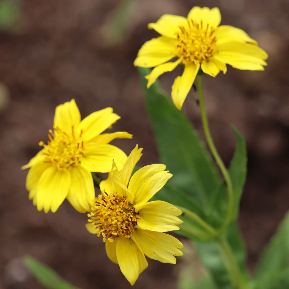 
                  
                    Semences - Arnica de Chamisso
                  
                