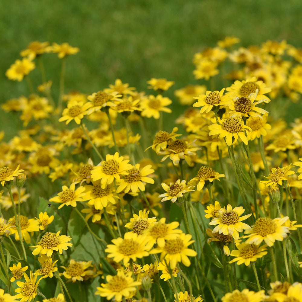 
                  
                    Semences - Arnica de Chamisso
                  
                