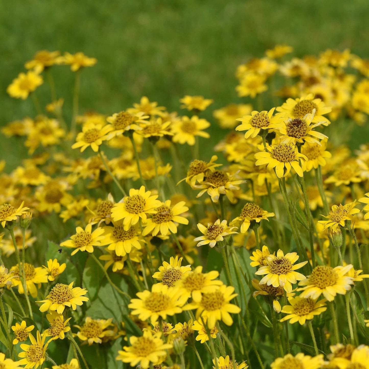 
                  
                    Semences - Arnica de Chamisso
                  
                