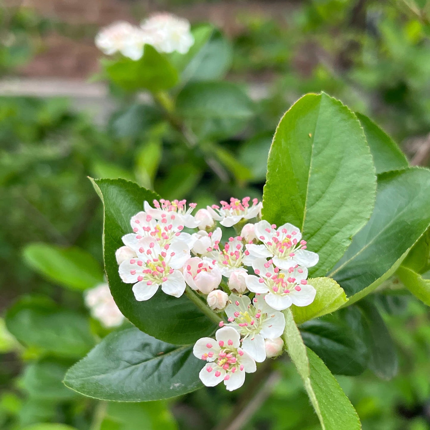
                  
                    Seeds - Black Chokeberry
                  
                