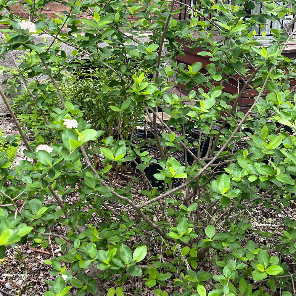 
                  
                    Seeds - Black Chokeberry
                  
                