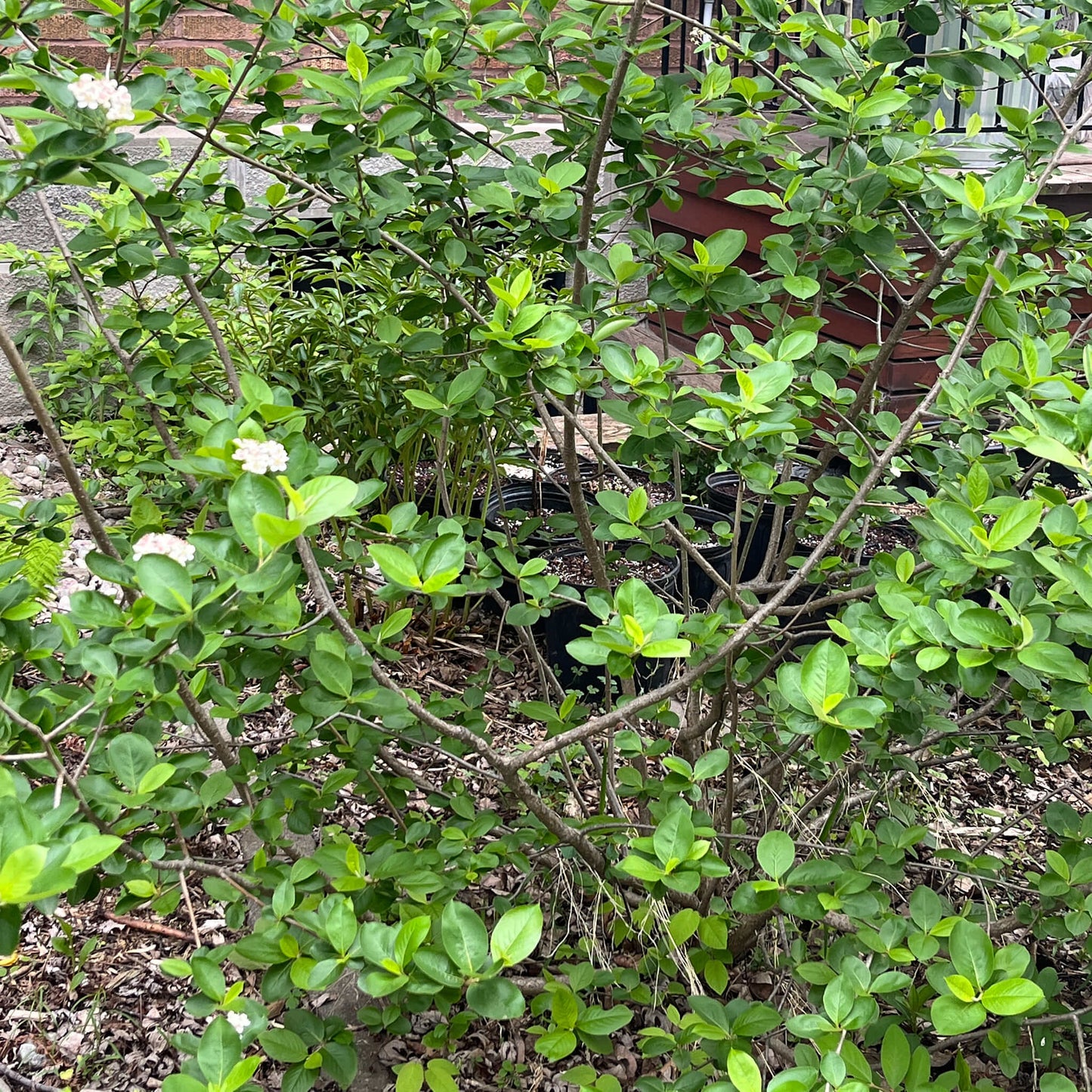 
                  
                    Seeds - Black Chokeberry
                  
                