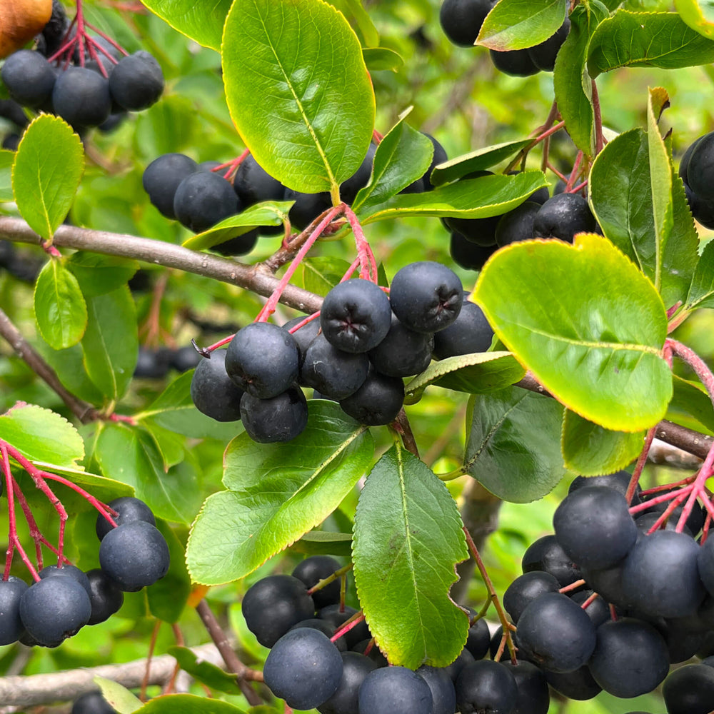 Fruits de l'aronie à fruits noirs - Aronia melanocarpa