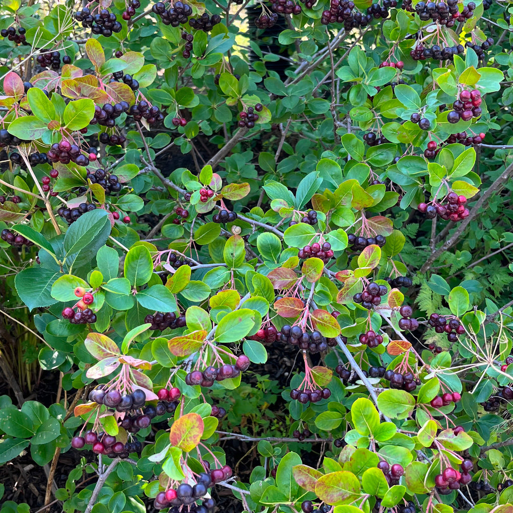 Aronie à fruits noirs - Aronia melanocarpa