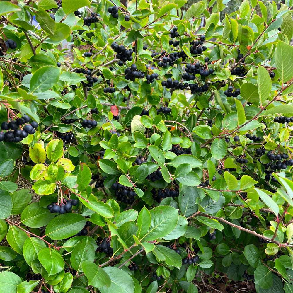 
                  
                    Aronie à fruits noirs - Aronia melanocarpa
                  
                