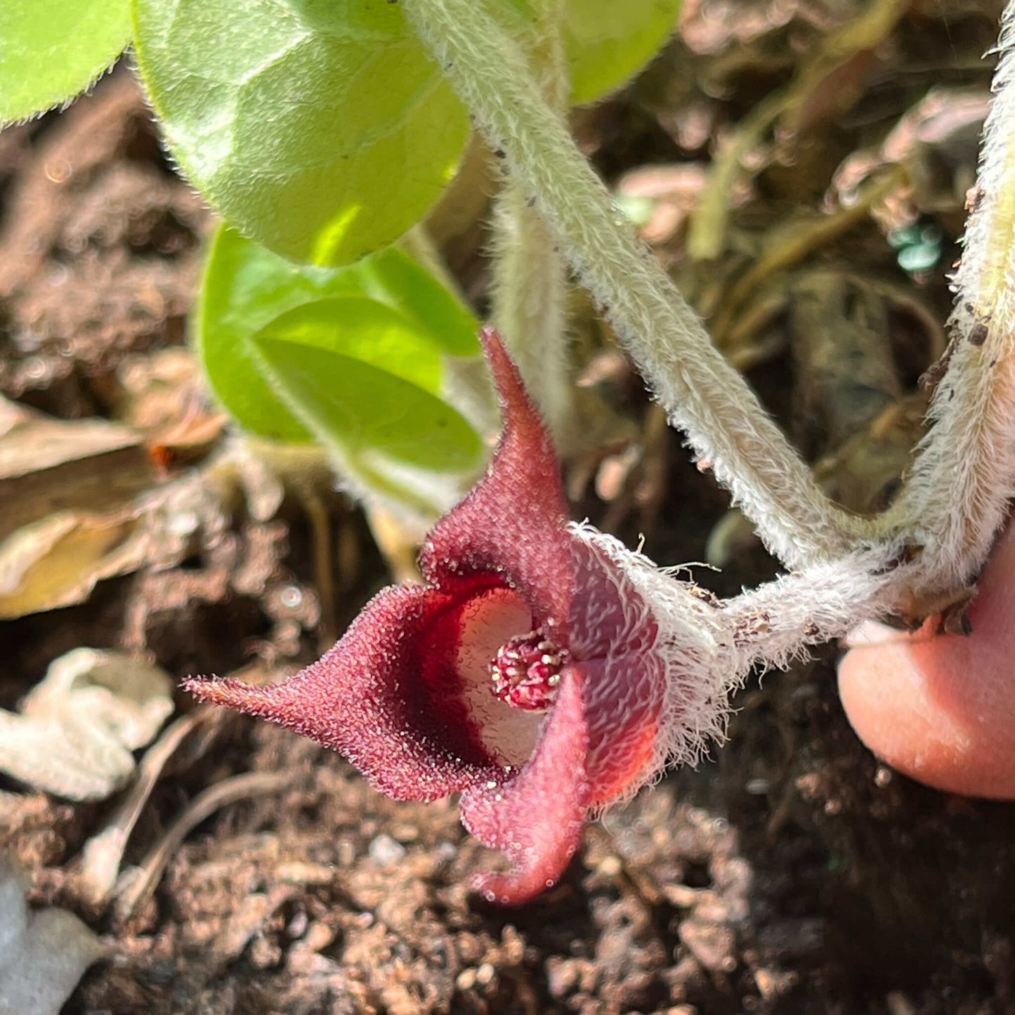 
                  
                    Semences stratifiées - Gingembre sauvage
                  
                