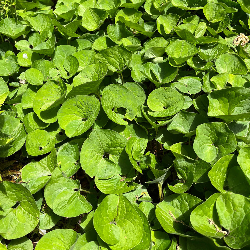 Semences stratifiées - Gingembre sauvage