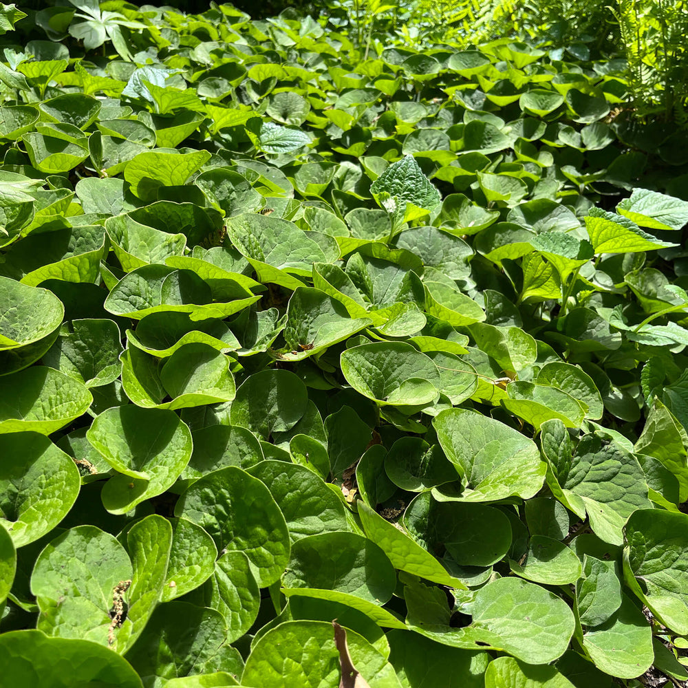 
                  
                    Semences stratifiées - Gingembre sauvage
                  
                