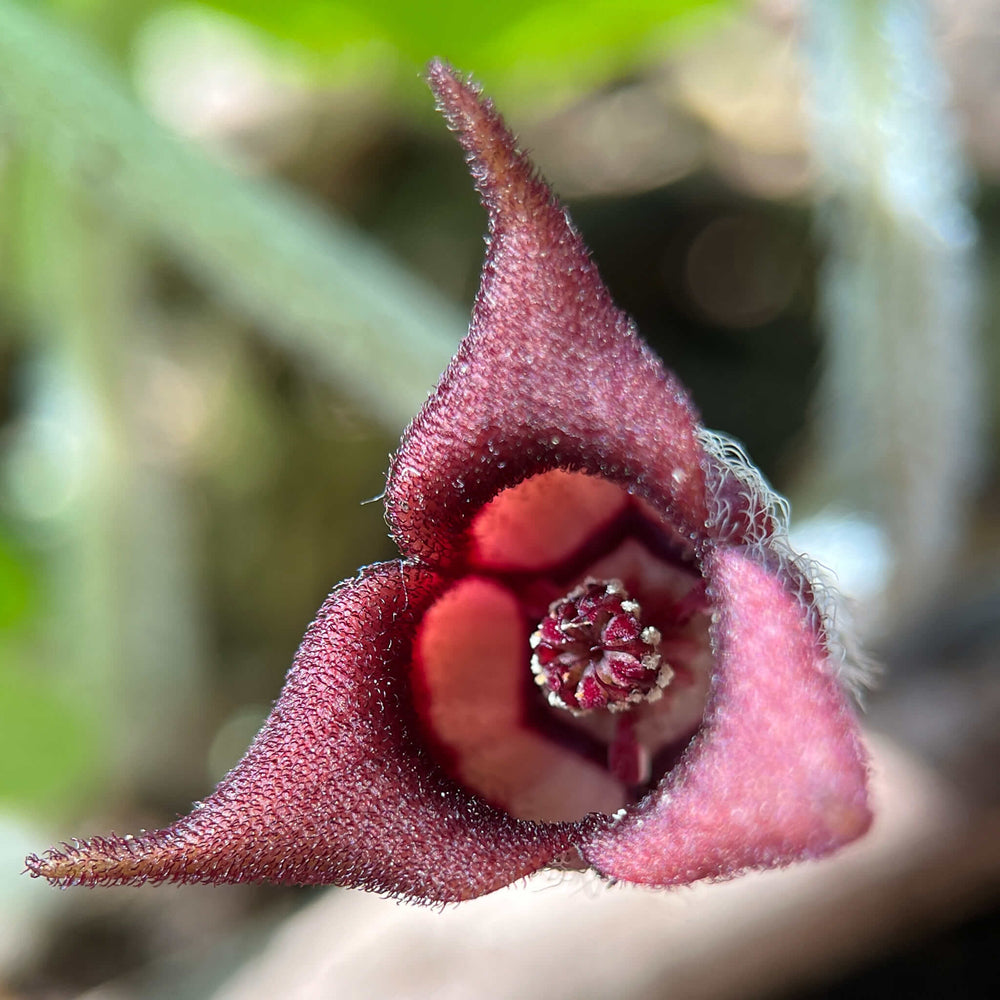 
                  
                    Semences stratifiées - Gingembre sauvage
                  
                