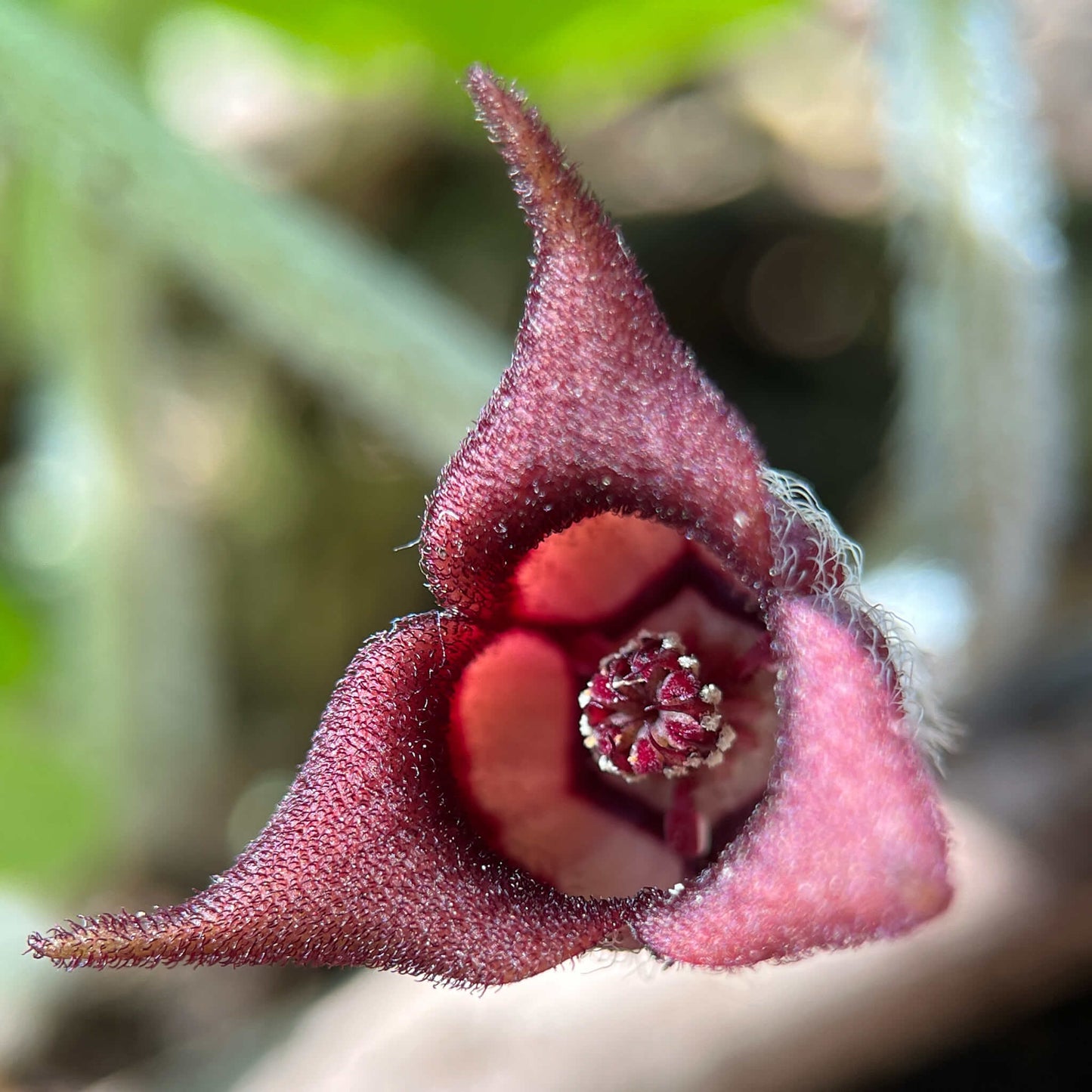 
                  
                    Semences stratifiées - Gingembre sauvage
                  
                